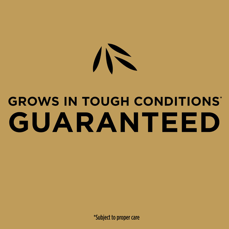 Scotts&reg; EZ Seed&reg; Patch & Repair Centipede Grass image number null